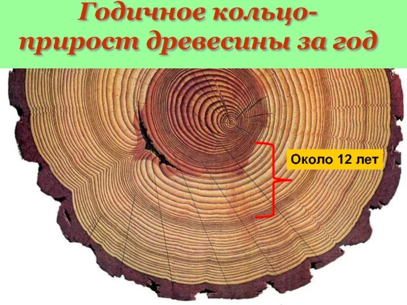Как определить возраст по годичным кольцам. Годичные кольца. возраст дерева по кольцам. годичные кольца древесины. годичный прирост древесины.