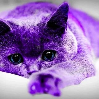 Фиолетовые авы