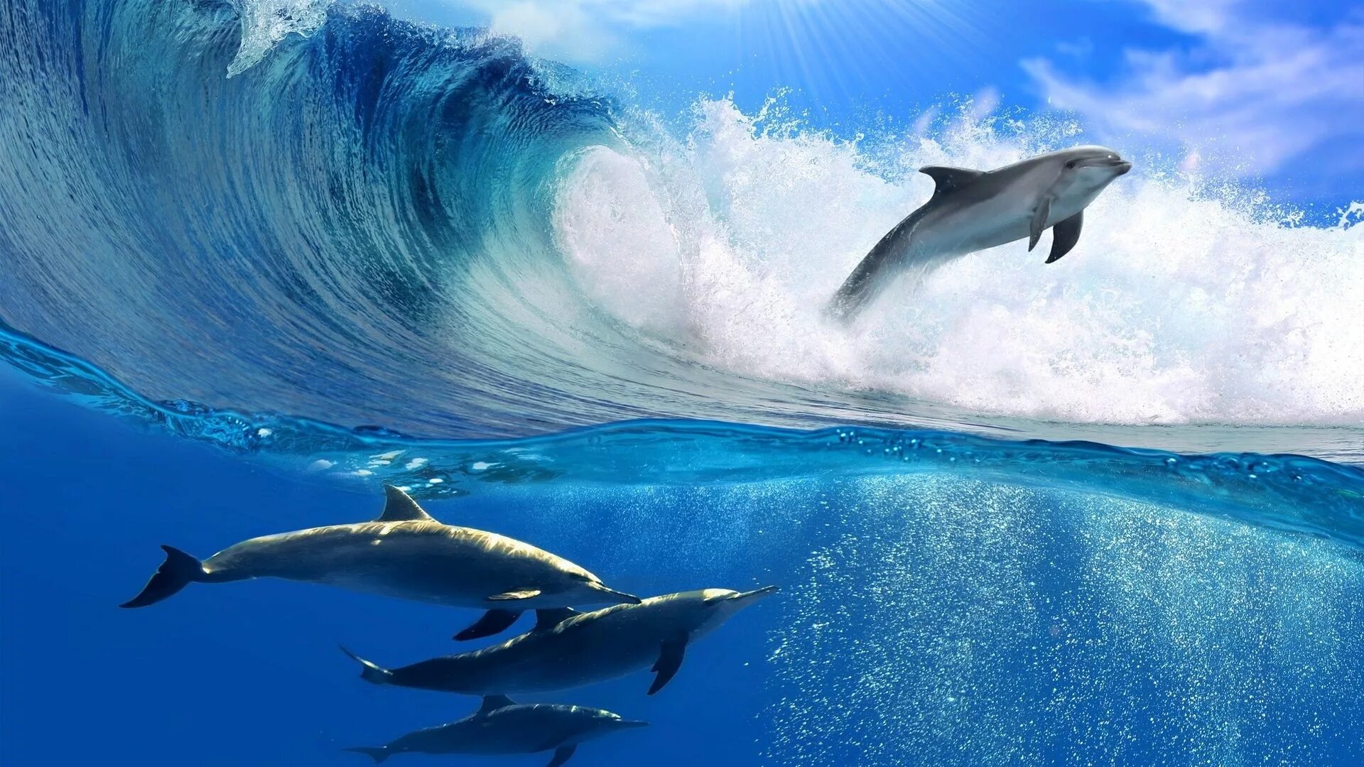 Живая природа дельфины. Красивое море. Дельфины в море. Морские картинки на рабочий стол. Дельфин в море.