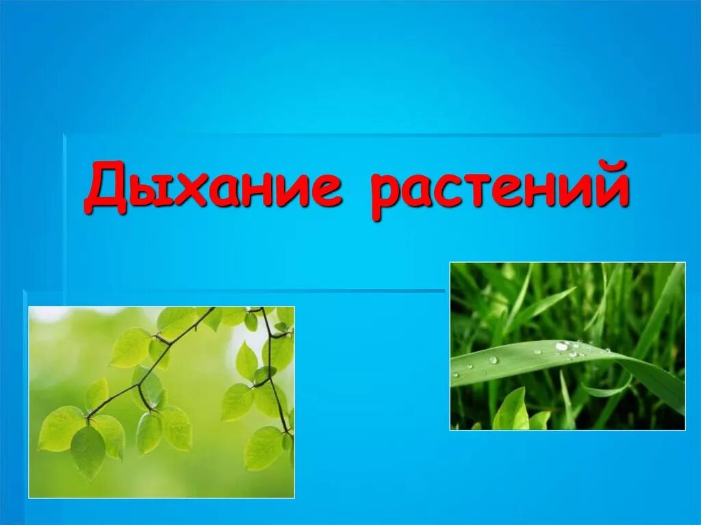 Подготовить сообщение о дыхании растений. Дыхание растений. Дыхание растений растений. Биология дыхание растений. Дыхание растений 6 класс биология.