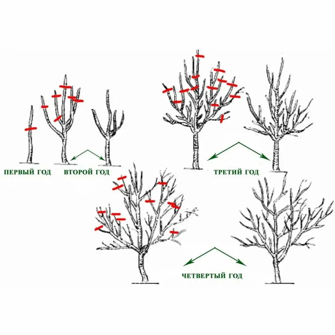 Обрезка деревьев схема плодовых весной. Прищипывание сосны. Обрезка облепихи осенью. Обрезка плодовых деревьев весной. Прищипка сосны обыкновенной схема.