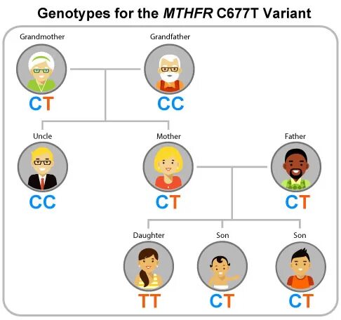 C t мутация. Mthfr c677t гетерозиготная мутация что это. c677t гена mthfr результат ct. выявление мутации 677 c&gt;t в гене mthfr. ген mthfr что это (1298 a&gt;c).