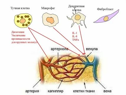 Макрофаги дендритные клетки