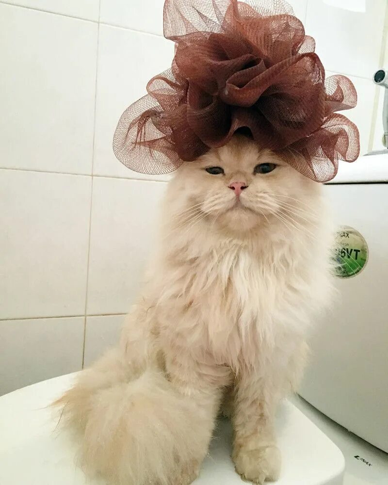 Кот после душа. Прически для кошек. котик с прической. сумасшедшие коты. кошка с цветами на голове.