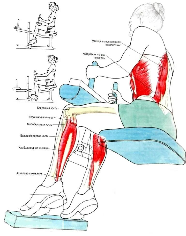 Подъем на носки в тренажере. Упражнения для тренировки камбаловидной мышцы. Подъём икроножных мышц сидя. Упражнения на икроножные и камбаловидные мышцы. Упражнения для камбаловидной мышцы голени.