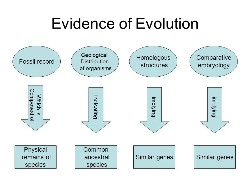 Comparative structures. Evidence and Evolution. Remains of Organisms Геология. Структура Comparison.