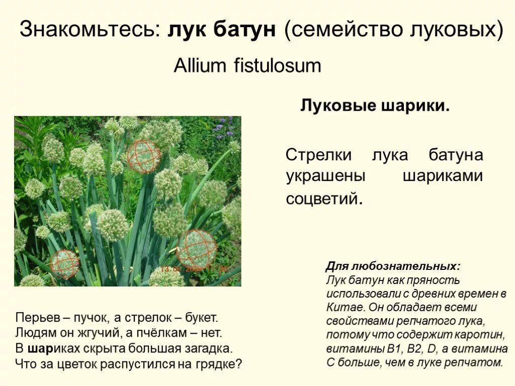Представители луковых