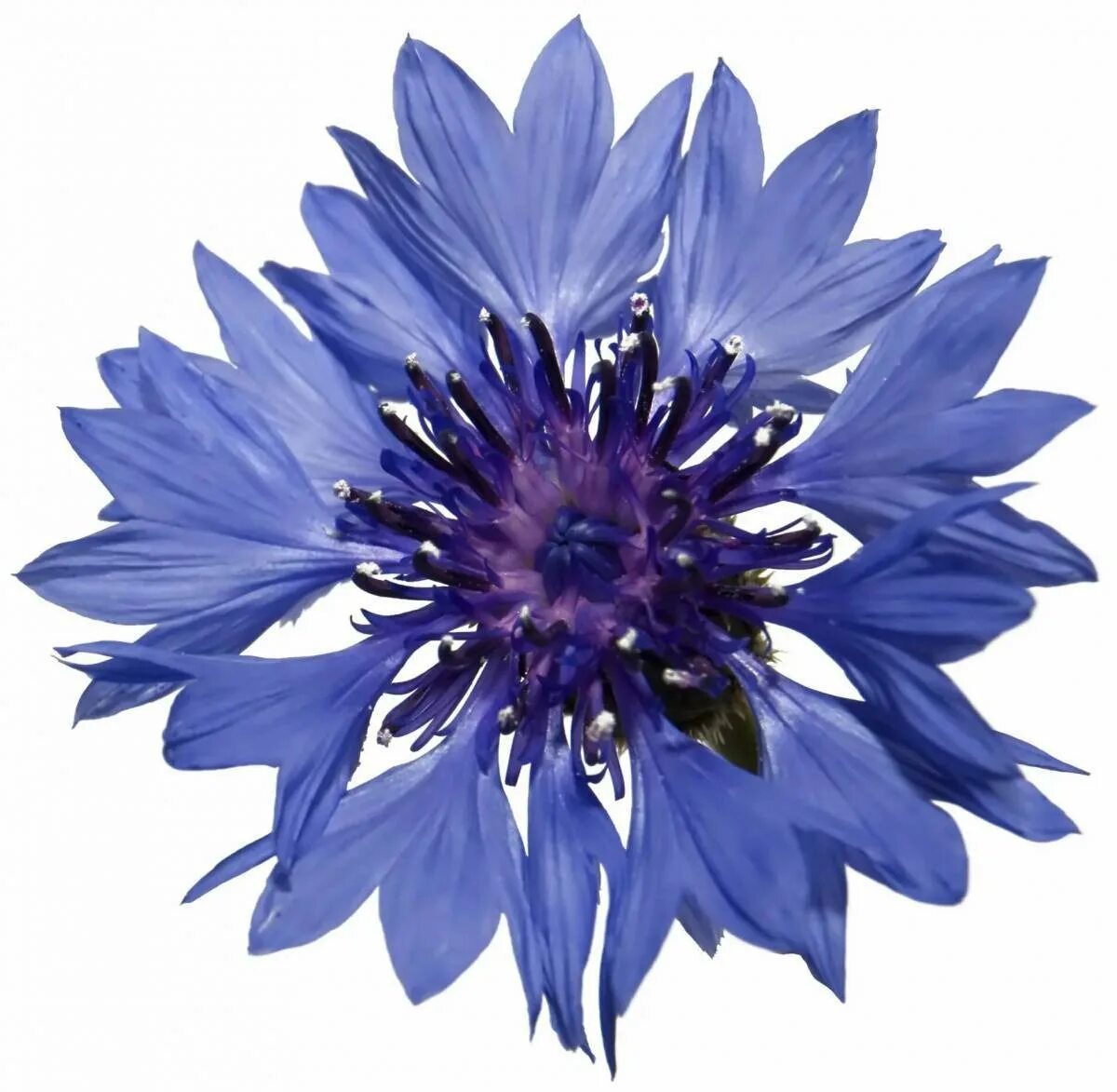 Василек символ. Василёк Centaurea. Василек полевой. Василек синий (Centaurea cyanus). Геральдический Василек.