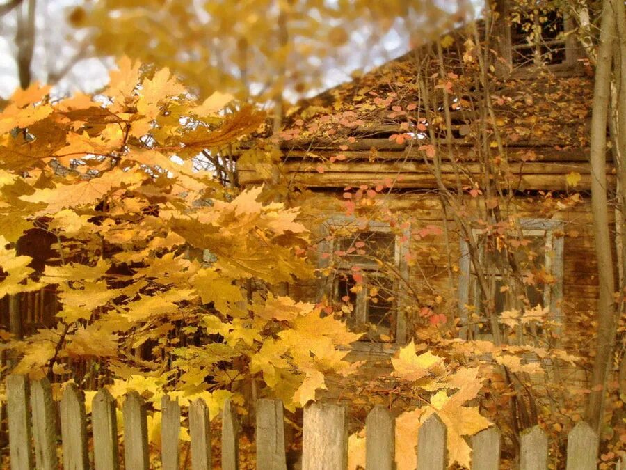 Окно в осенний сад. Осыпаются астры в садах стройный клен под окошком желтеет. Бунин астры. Бунин астры в саду. Стройный клен под окошком желтеет.