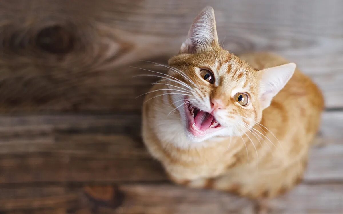 Cat laughing at you by. Звуки привлекающие кошек. Привлечь кота мяуканьем кошки. Привлечь кота мяуканьем кошки. Звук кошки.