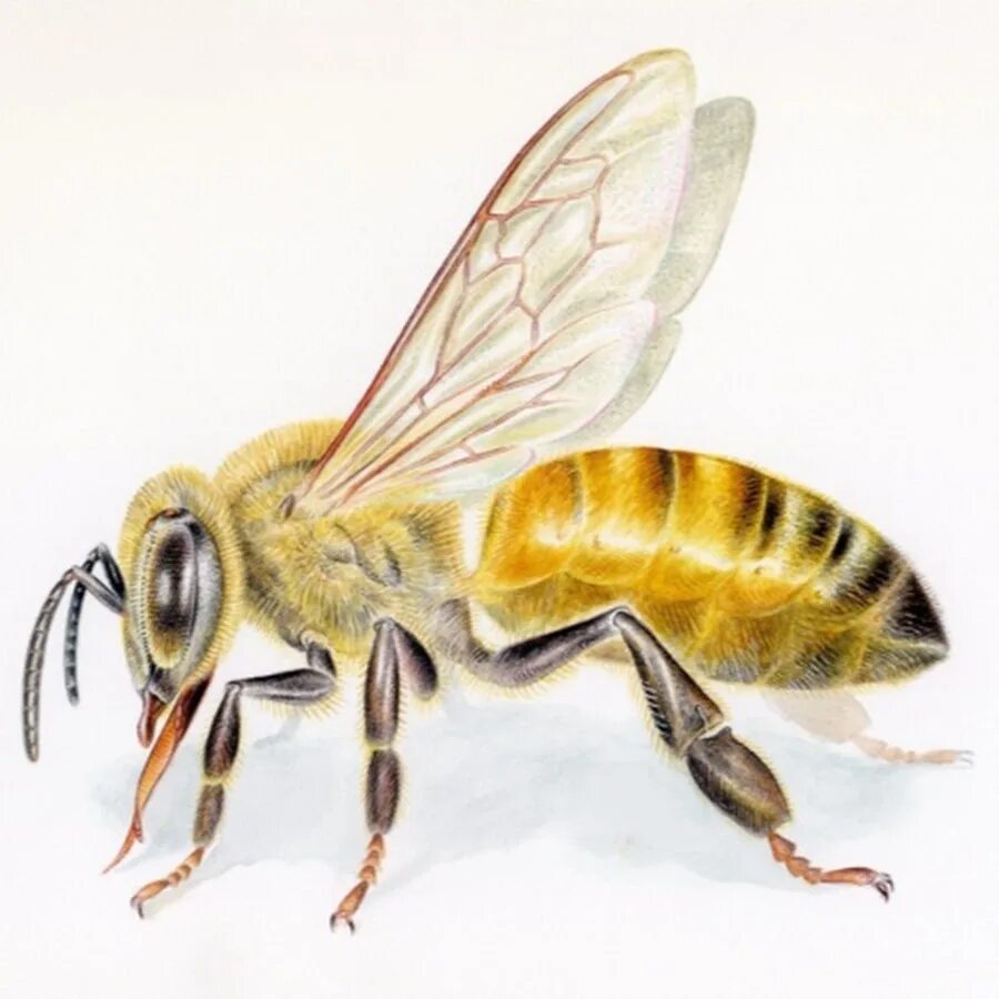 Окраска тела пчелы. Строение пчелы медоносной. Внешнее строение пчелы. Анатомия пчелы медоносной. Внешнее строение медоносной пчелы.