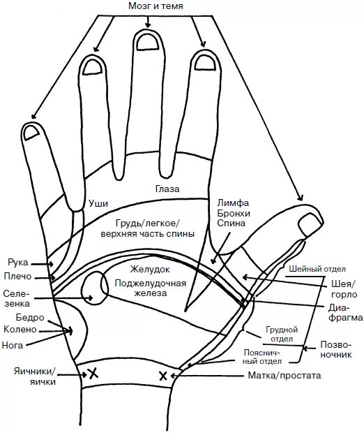 Стороны ладони. Схема рефлексогенных зон ладони. Рефлексология схема кисти стопы. Рефлекторные точки на ладонях.