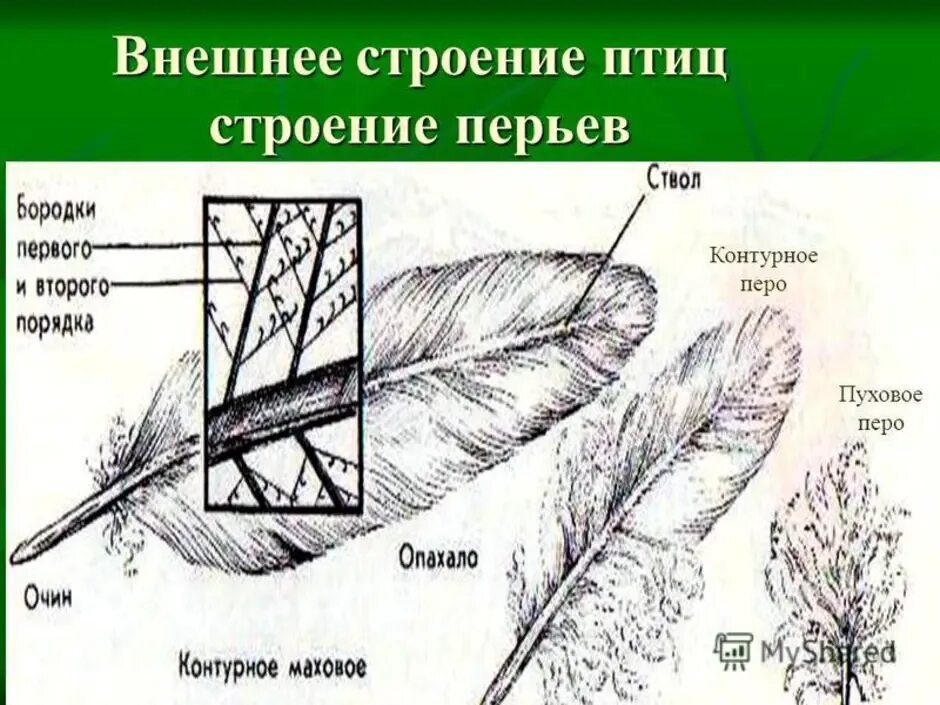 Рассмотрите набор перьев найдите среди них контурное. Схема строения пера птицы. Строение махового пера у птиц. Строение покровного пера птицы. Схема строения контурного пера.