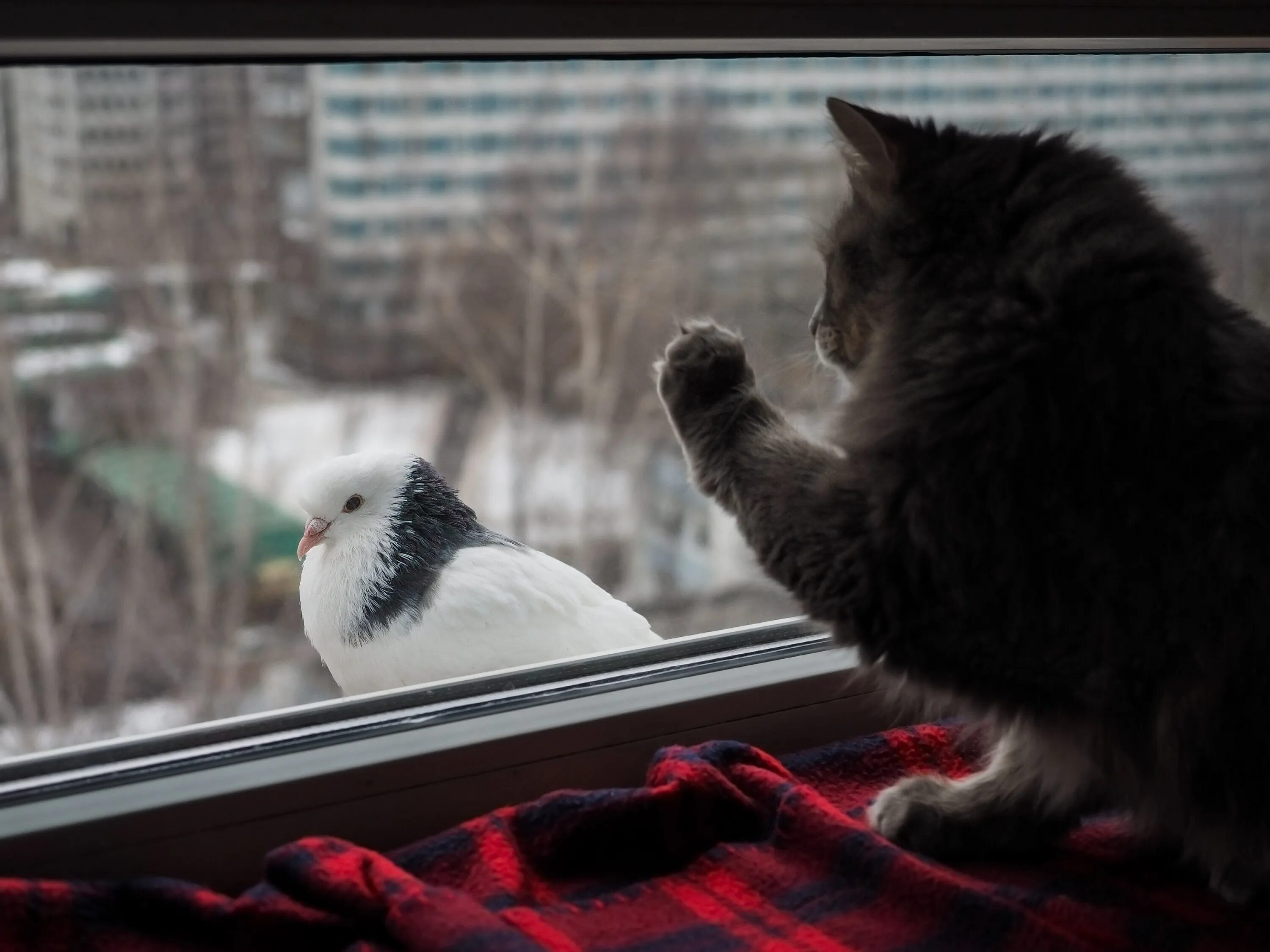 Кошка на окне. Птица на подоконнике. Голубь на подоконнике. Кошка на подоконнике. Голубь на окне к чему примета сидит