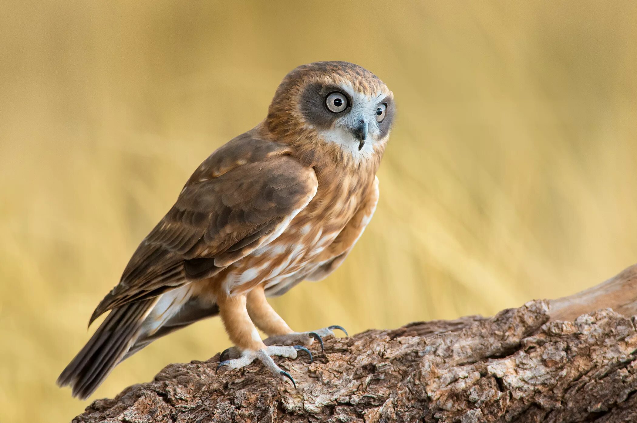 Сова бьен. Приложение sova. Sova f. Очковая сова мокко. Очковая сова.