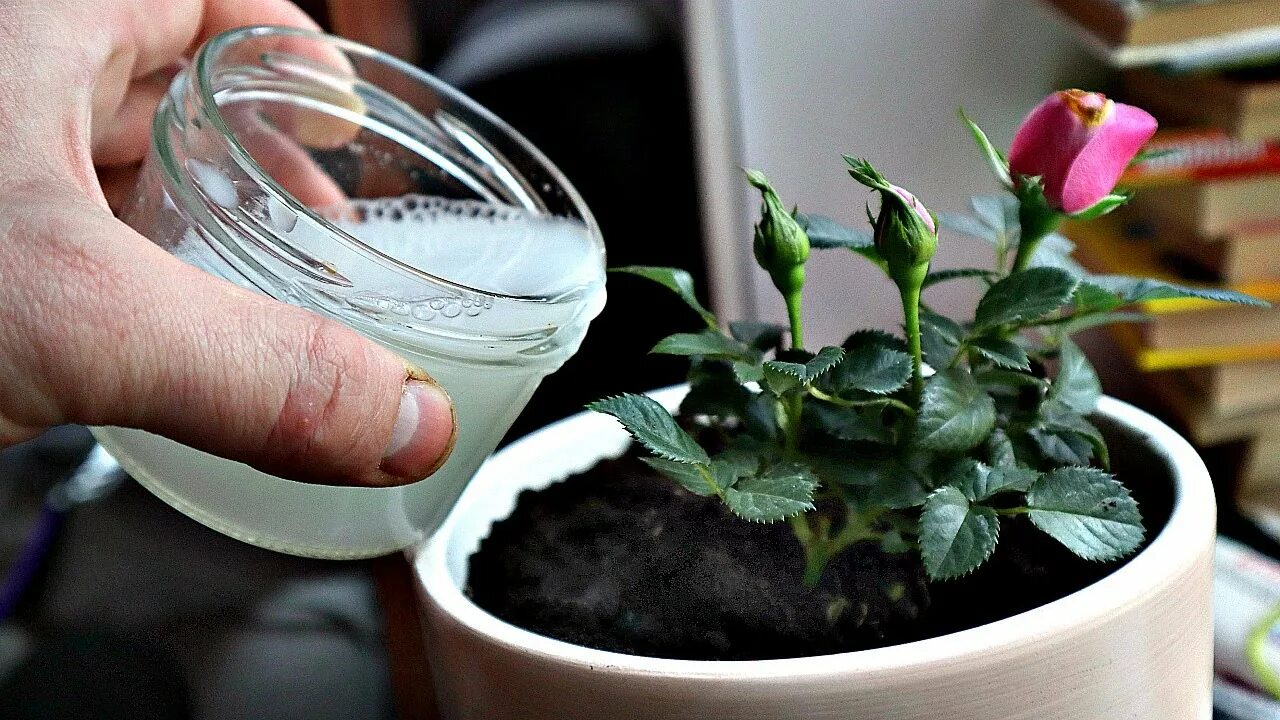 Молоко для цветов комнатных. Суккуленты полив и уход. Молоко цветы. Сухие дрожжи для полива комнатных растений. Молоко цветы.