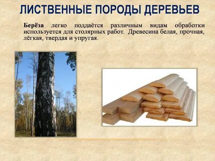 Какие породы дерева использовались