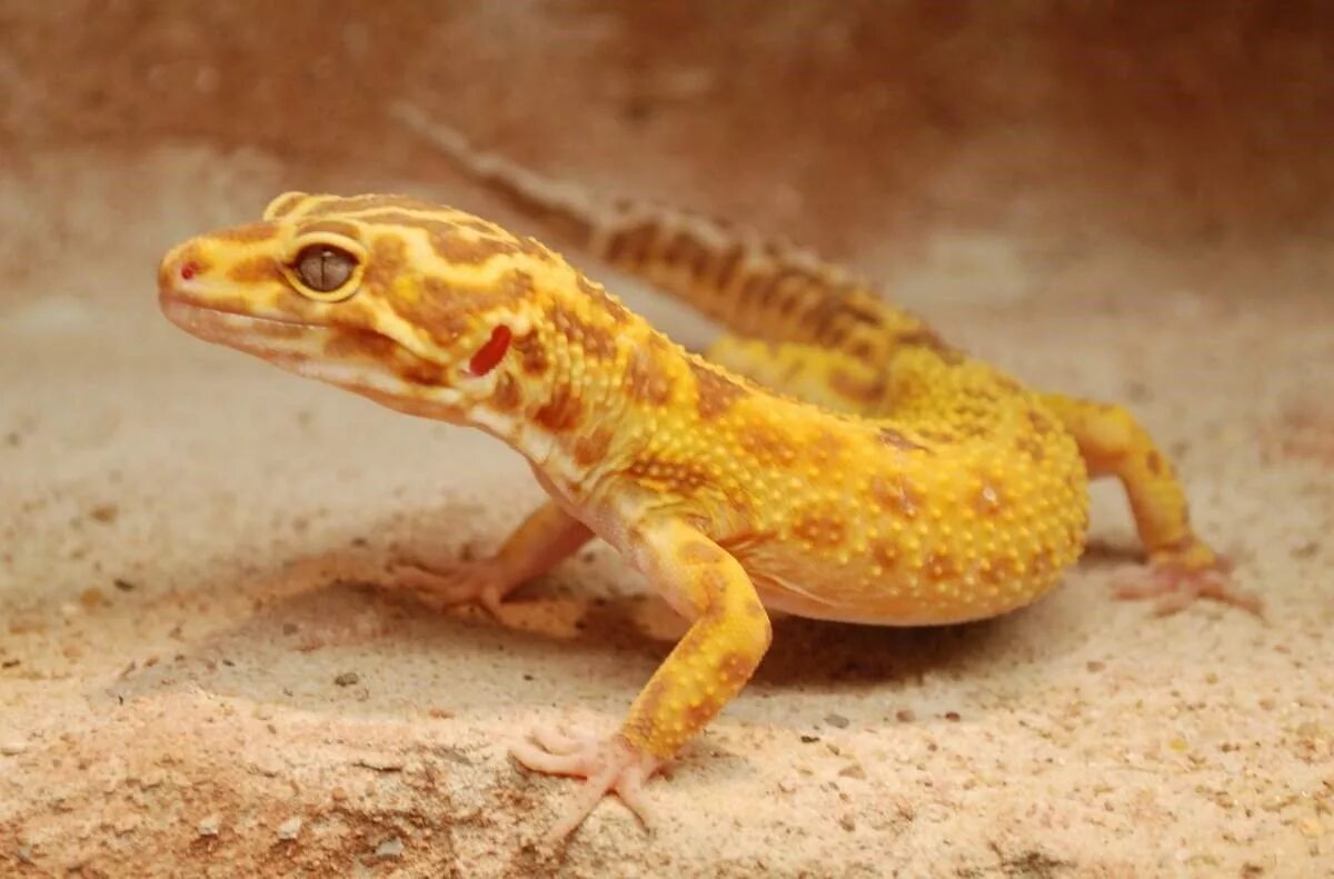 Leopard Gecko Weii, female Super Hypo Carrot Tail Baldie l. Flickr