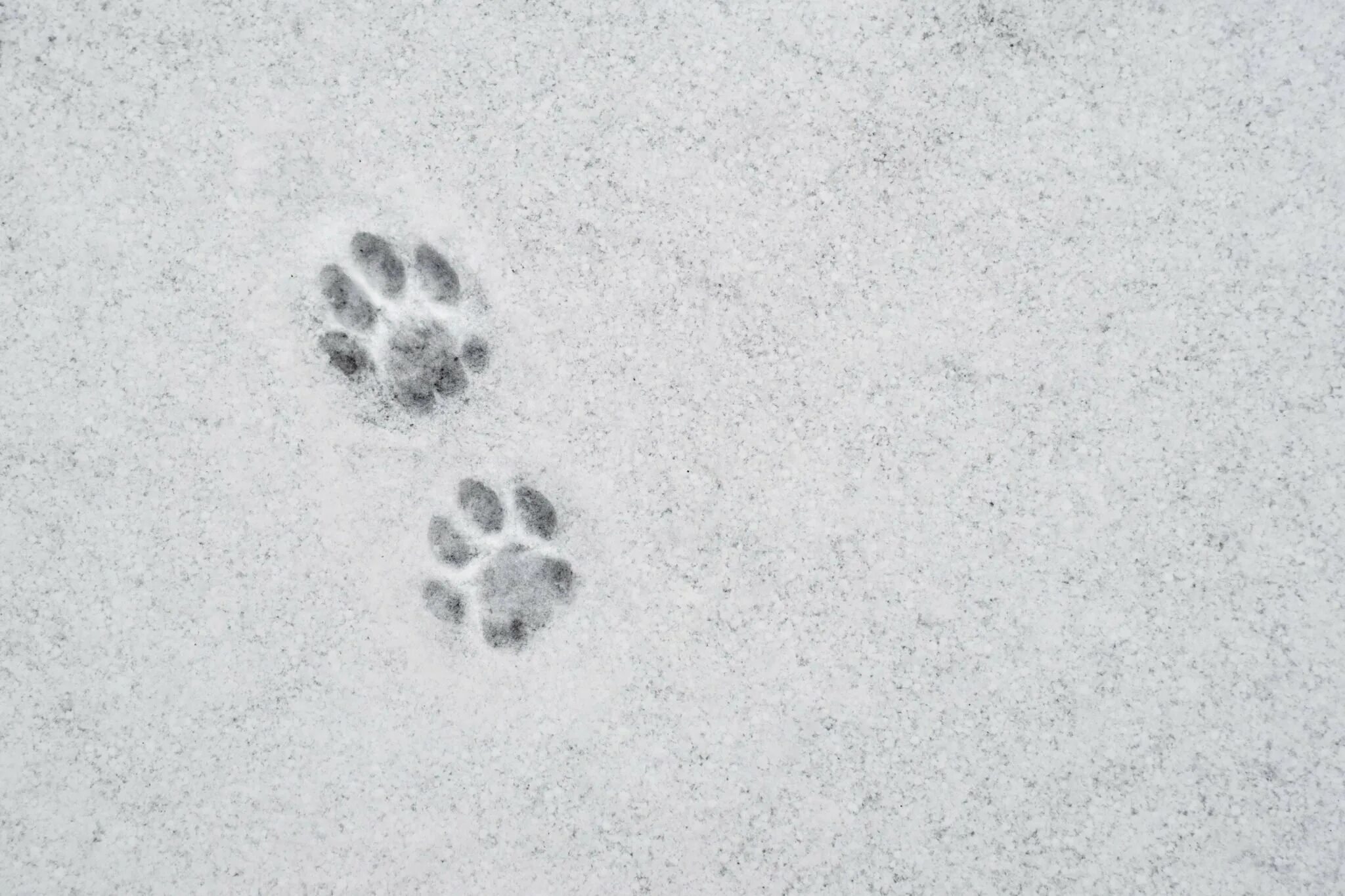 Следы лисы. Кошачьи следы на снегу. Следы котенка на снегу. Отпечатки кошачьих лап на снегу. Лапка на снегу