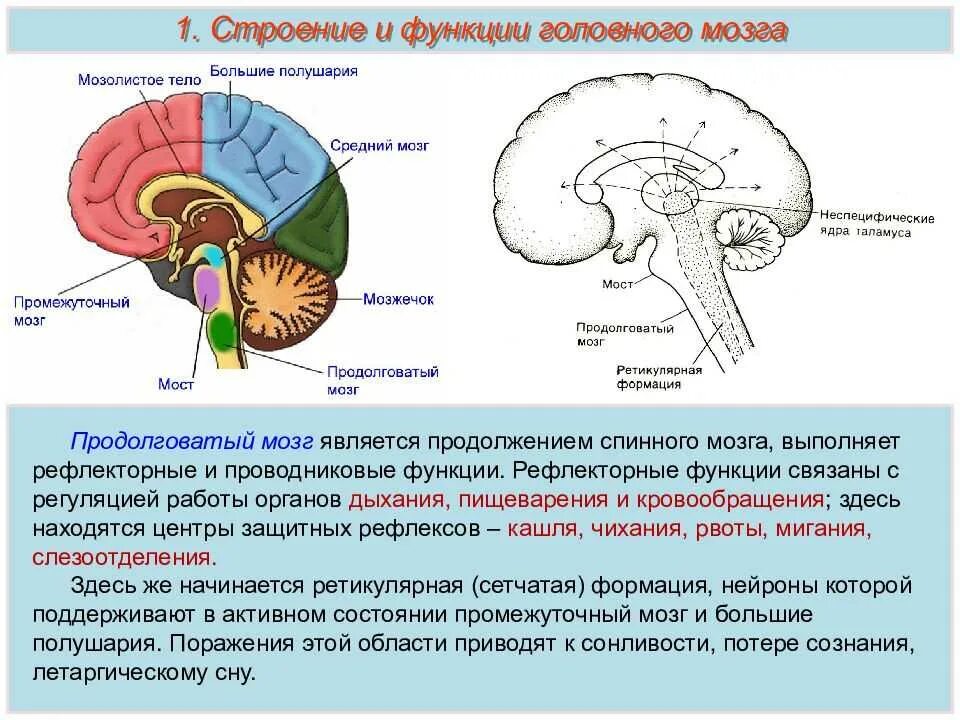 Центры головного мозга человека. Мозг человека строение и функции анатомия головной мозг. функции основных отделов головного мозга. функции отделов головного мозга схема. схема строения головного мозга и функции его отделов.