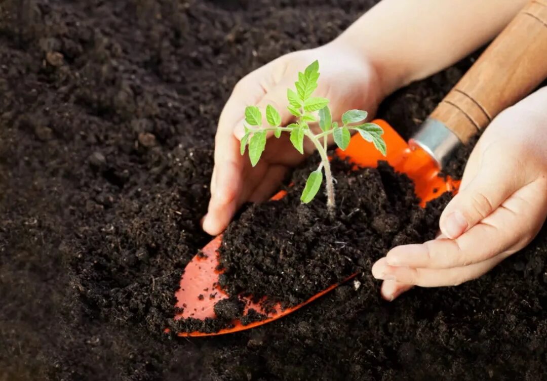 Какую лучше купить почву. Почва. Почва для рассады. Посадка томатов в землю. Фон земли для посева.