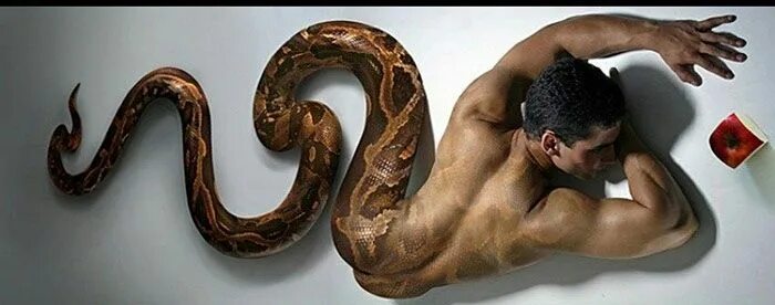 The man and snake stock image. Image of constrictor, fitness - 3787049