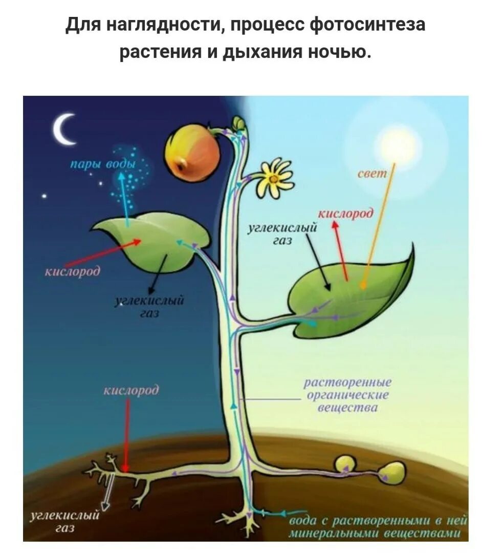 Откуда кислород. Схема фотосинтеза у растений. Процесс фотосинтеза у растений. Процесс фотосинтеза у растений схема. Процесс фотосинтеза рисунок.