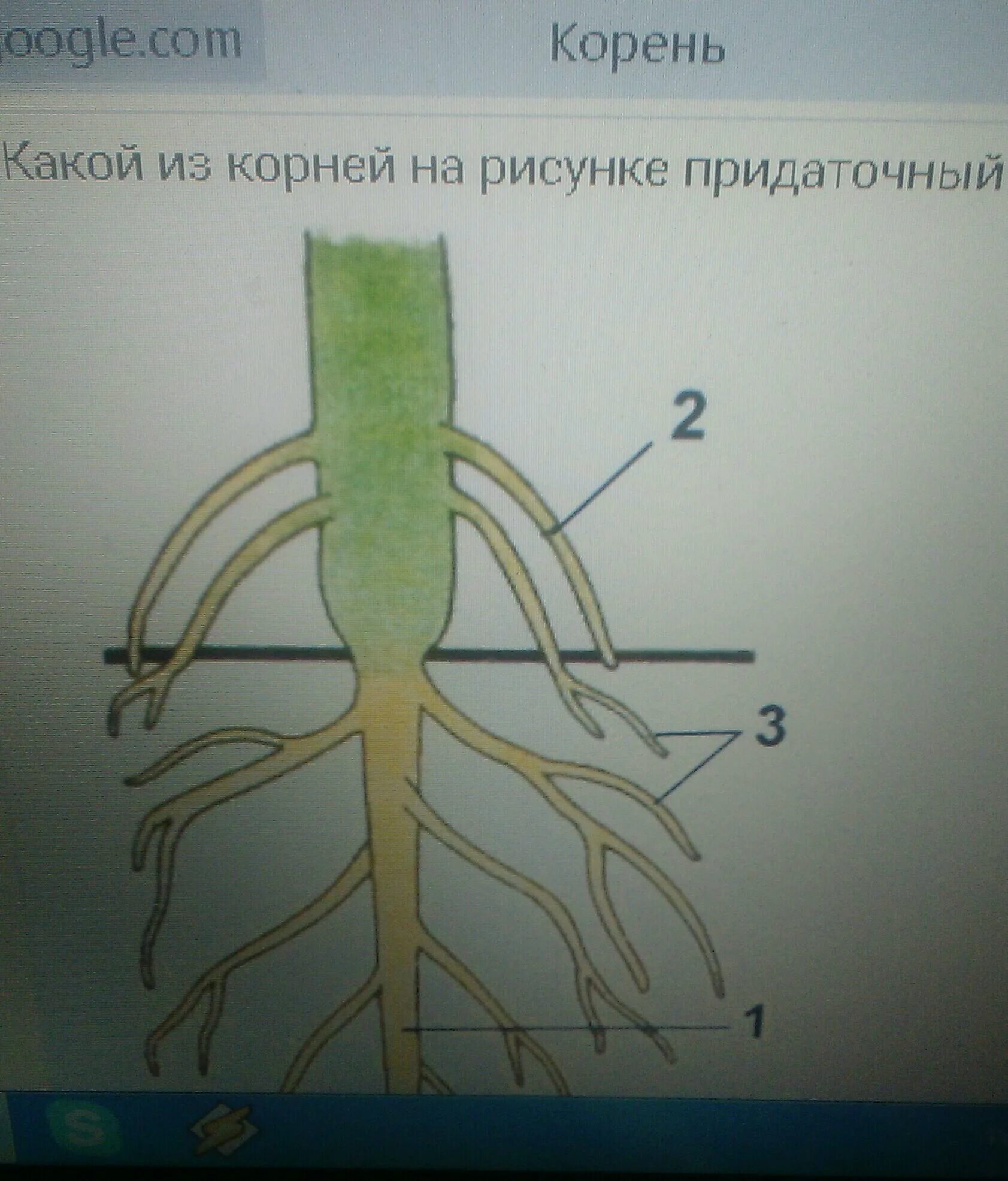 Боковые корни. Придаточные корни рисунок. Придаточный корень картинка.