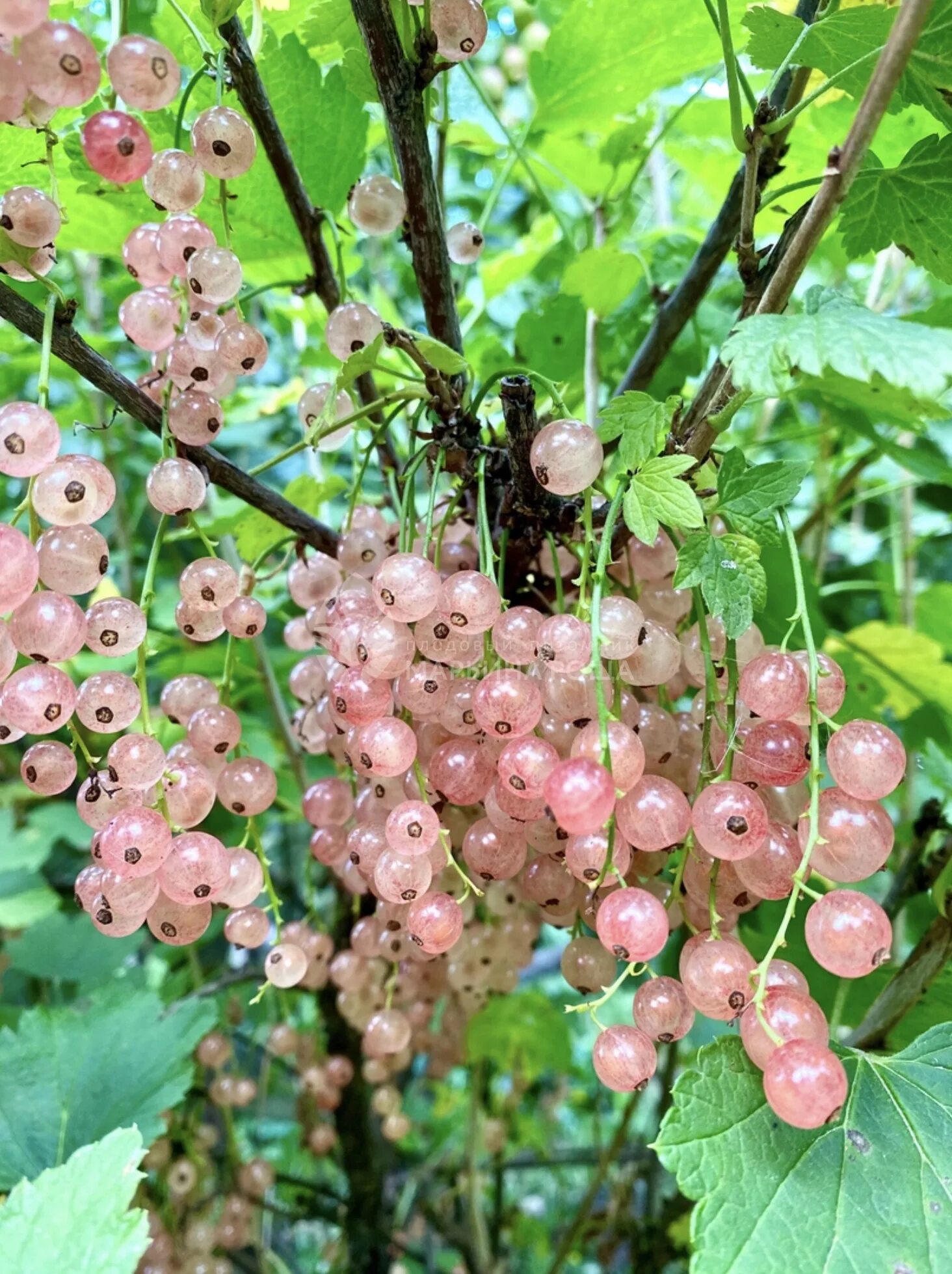 Смородина красная "голландская розовая" (2-4 ветки). Смородина мускат розовый. Смородина розовая сорта. Смородина розовая сорта. Смородина красная голландская розовая.