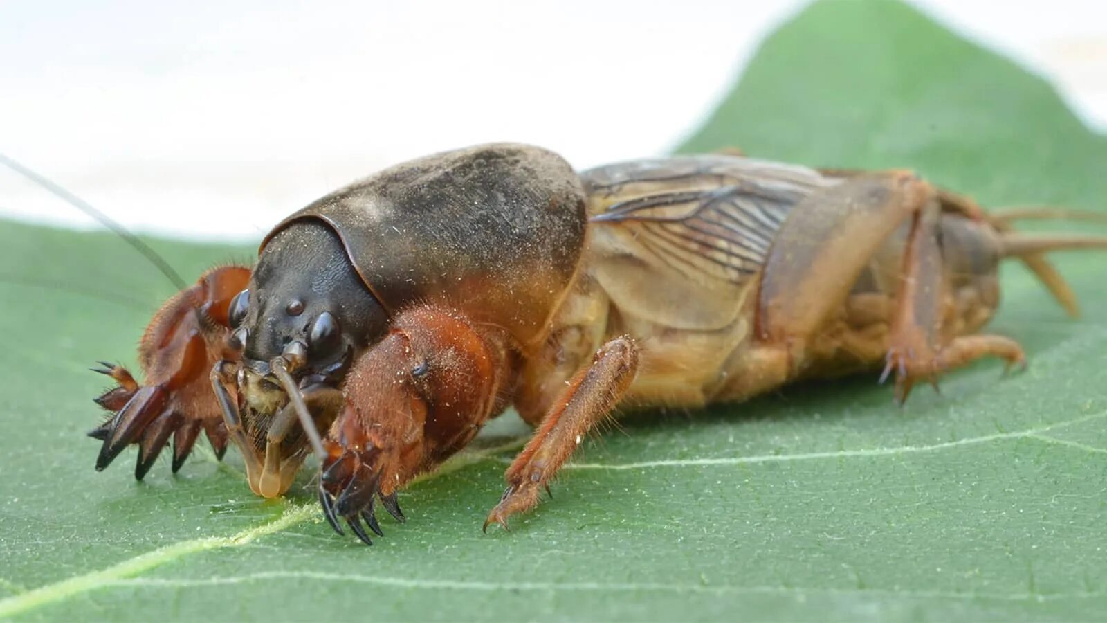 обыкновенная медведка обыкновенная медведка. медведка вредитель. обыкновенная медведка обыкновенная медведка. самец бабочки медведки. капустник жук медведка.