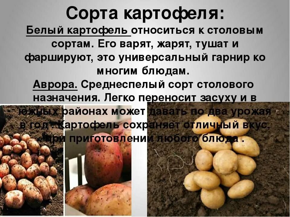 Все о сортах картофеля. Культурные растения картошка. картофель презентация. информация о картофеле. растения сорта картофеля.