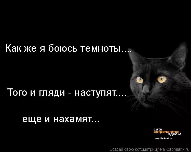 Не веселая история не боящийся темноты. Я боюсь Темноты. Смешной кот в темноте.