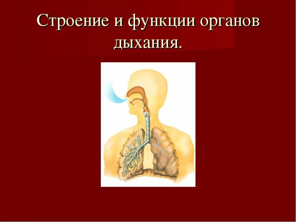 Пример функционирования дыхательной системы. Строение дыхательной системы таблица. строение и функции органов дыхания 8 класс. функции органов дыхания 8 класс.