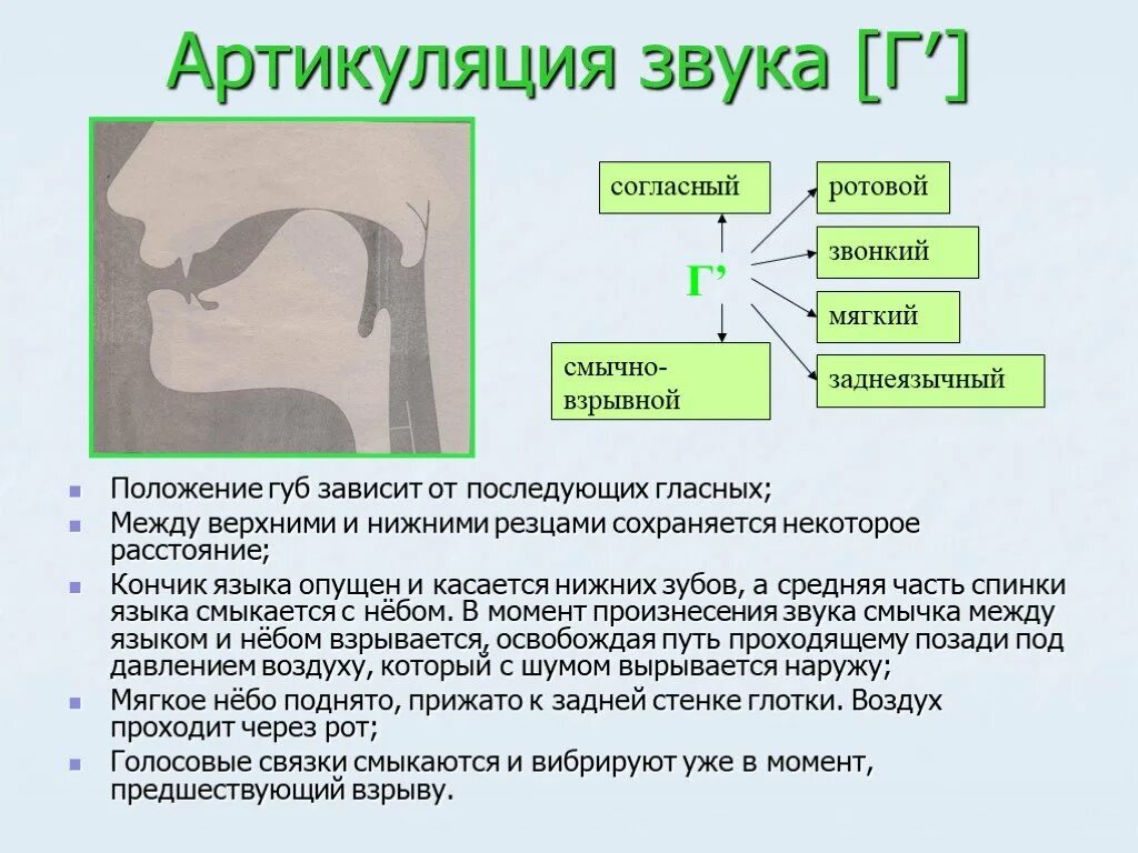 Звук д язык. Норма артикуляция звука г. Артикуляционные профили нормальной артикуляции звуков. Артикуляционный уклад звука г. Профиль артикуляции звука г.