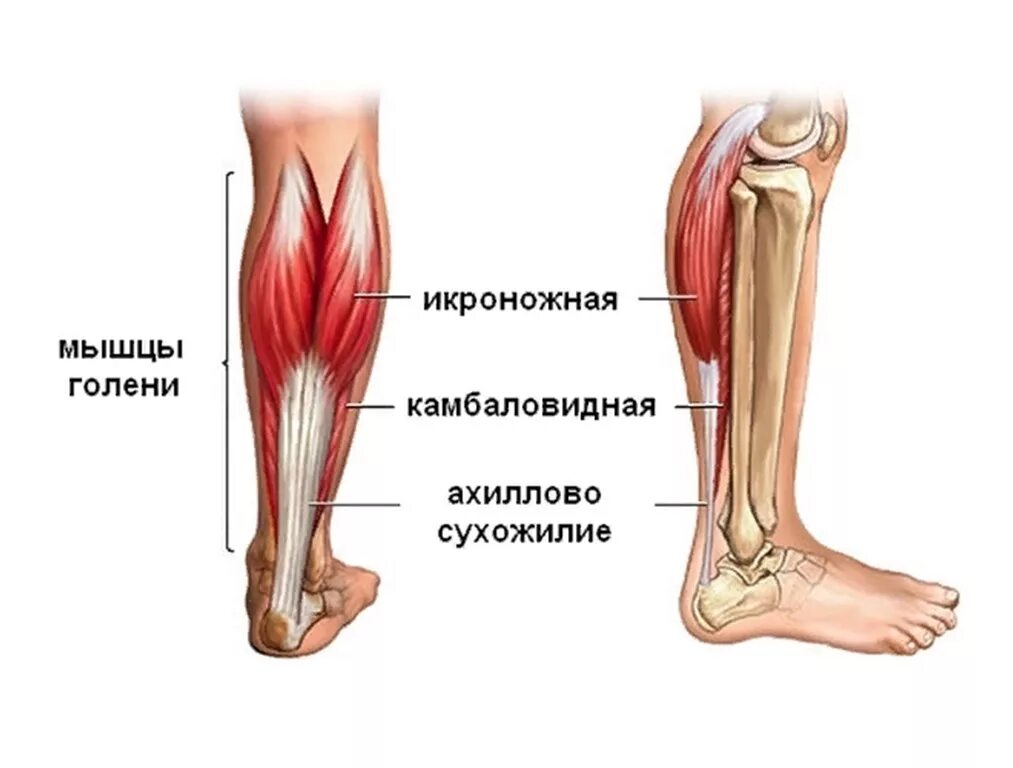 Мышцы участвующие в образовании пяточного ахиллова сухожилия. Растяжение ахиллова сухожилия (тендинит). Пяточное ахиллово сухожилие. Функция ахиллова сухожилия. Анатомия ахиллова сухожилия.