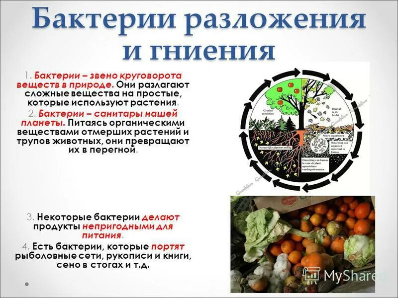 Продукт разложения живых организмов. Бактерии разложения и гниения. Бактерии гниения в природе. Бактерии гниения роль в природе. Роль бактерий гниения.