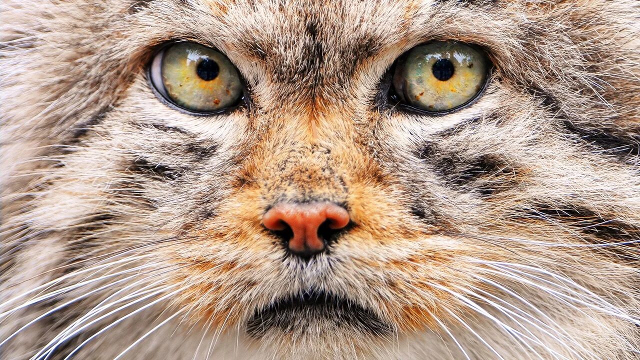 Глаза диких животных. Кот манул. глаза манула. глаза кота и манула. манул и рысь.