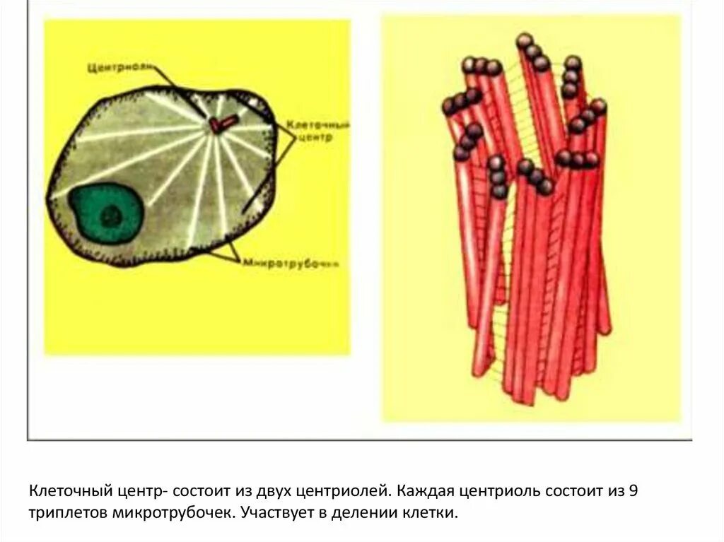 Клетка клеточный центр рисунок. Строение центриолей клеточного центра. Клеточный центр центросома строение. Клеточный центр рисунок биология. Центриоли гистология.