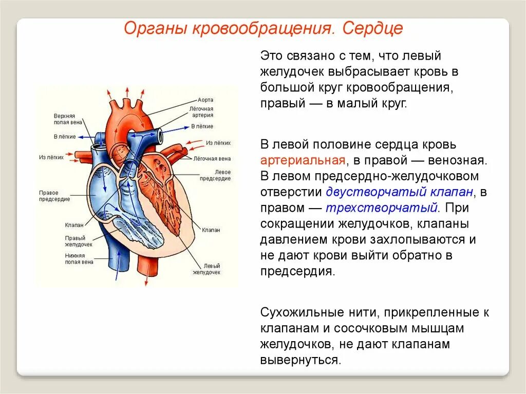 От левого предсердия к легким