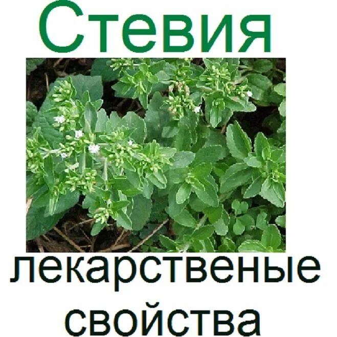 Трава стевия для чего принимают. Стевия. трава стевия. стевия трава лечебные. многолетнее растение стевия.