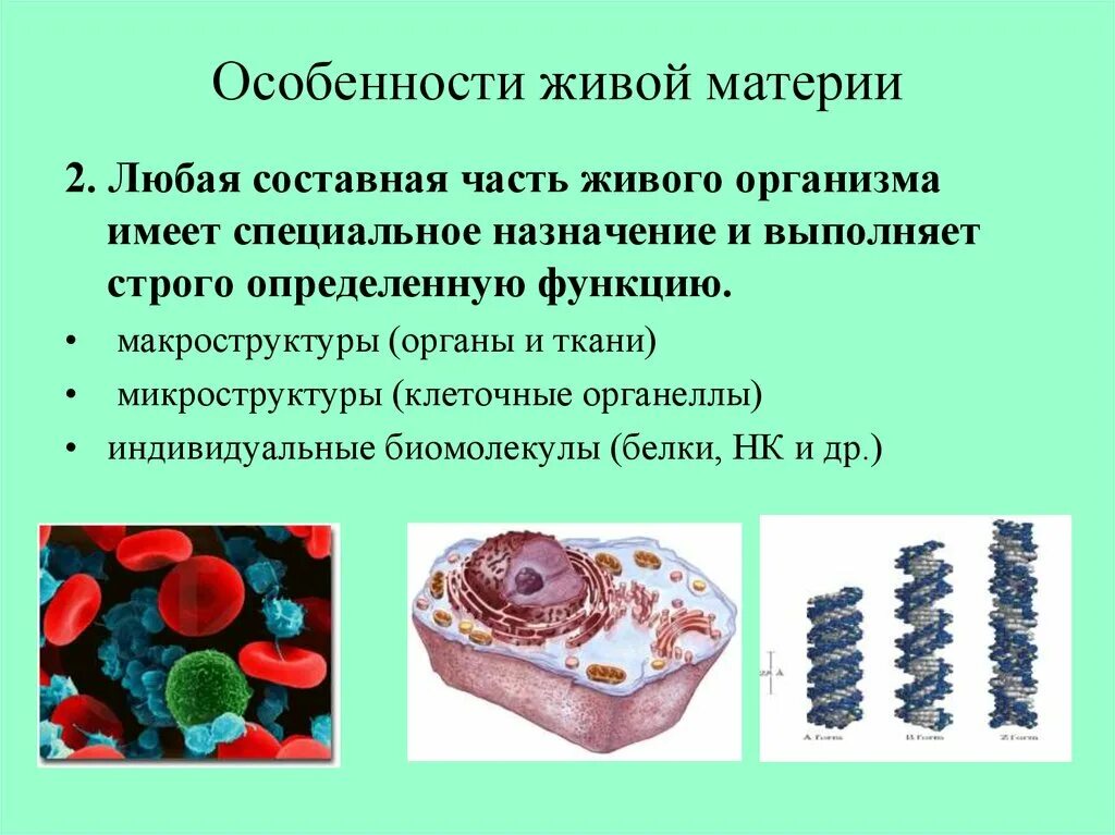 Важнейшая составная часть живого организма. Качественные особенности живой материи. Качественные особенности живых организмов. Критерии живой материи. Качественные особенности живого.