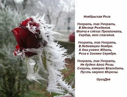 Умирают розы розы мои