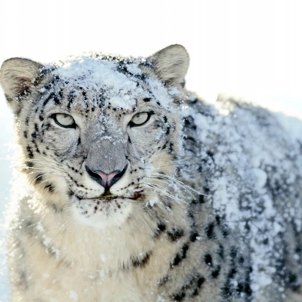Snow leopard mac. Обои mac os snow leopard. 6 snow leopard (2009). Snow leopard os. 6.
