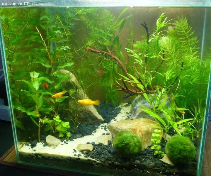 Сколько рыбок в 30 литров. Неприхотливые растения для аквариума 30 литров. Аквариум на 30 литров с растениями. Растения в 30 литровый аквариум. Аквариум с растениями 20 литров.