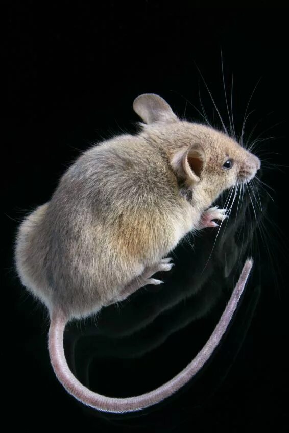 Mice сайт. Transgenic mice. Домовая мышь. Mouse транскрипция на английском. Мышка.