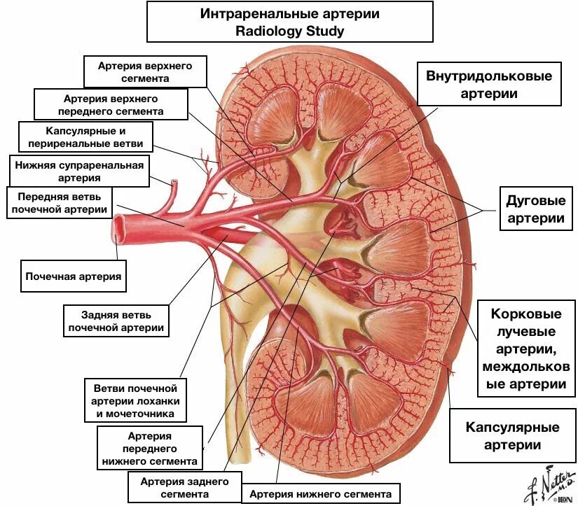 Почечные вены какая кровь. Почечная артерия и почечная Вена. Строение капилляров почки. Артерии почки, строение анатомия. Сосуды почки анатомия.