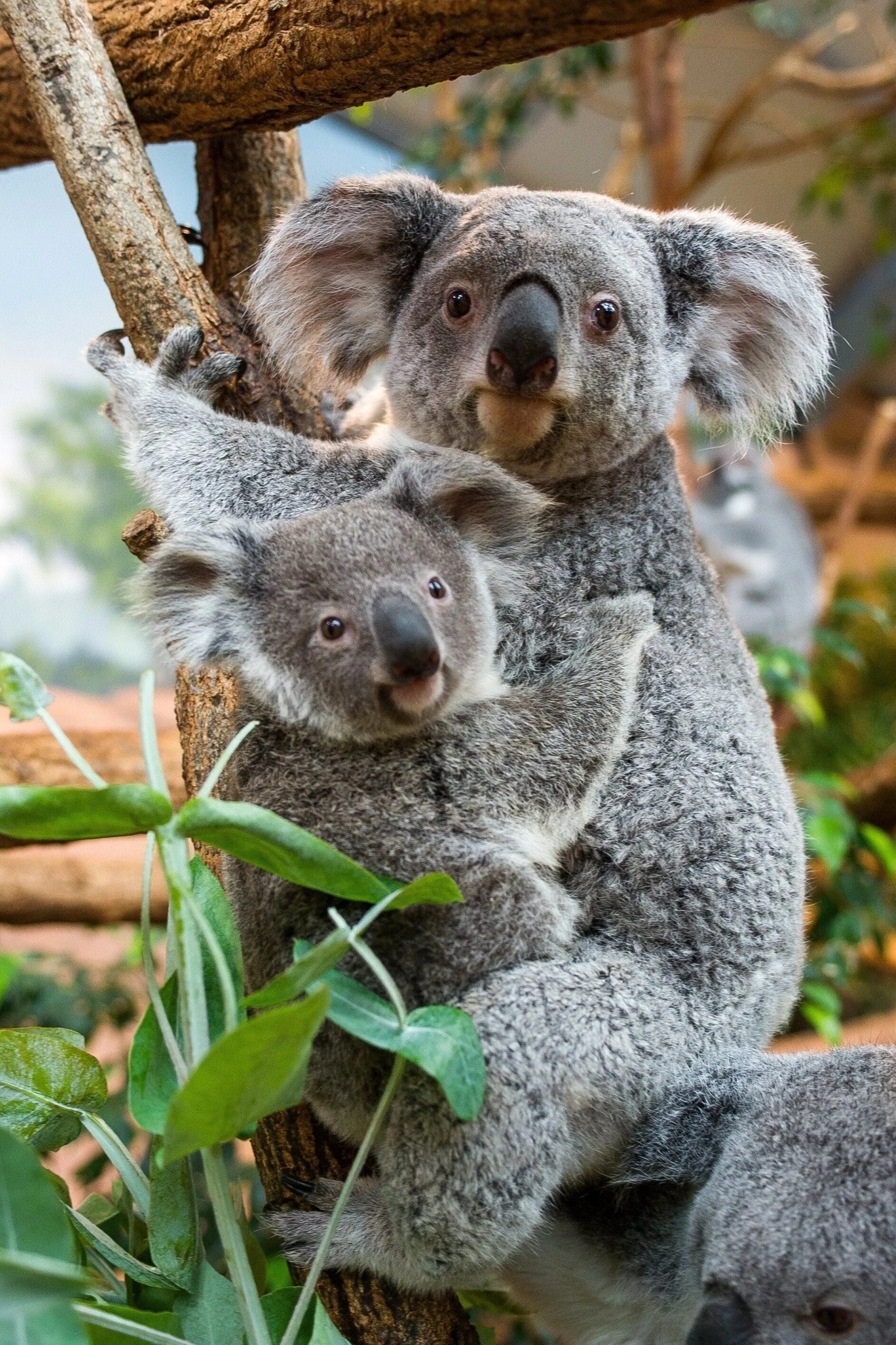 Коала африка. Коала сумчатое. Сумчатые млекопитающие коала. Карликовая коала. Сумчатый медведь коала Австралия.