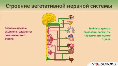 Автономная система биология