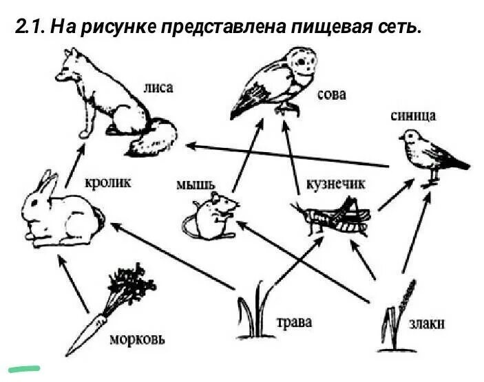 Схема пищевой сети. Пищевая сеть это в биологии 9 класс. Пищевая сеть 5 класс биология. Пищевые цепи образуют пищевую сеть.