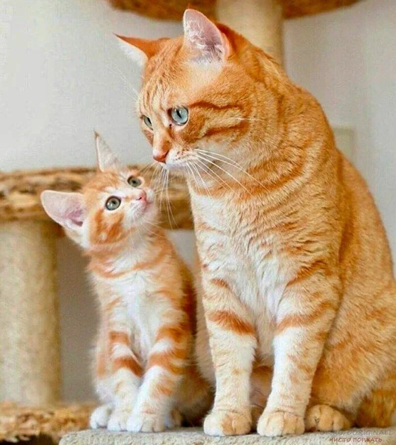 Мамины коты. Рыжая кошка. Кошка с котятами. Мама кошка. Рыжий котик.